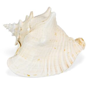 Morska kraljevska školjka Strombus gigas