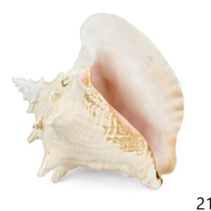 Morska kraljevska školjka Strombus gigas