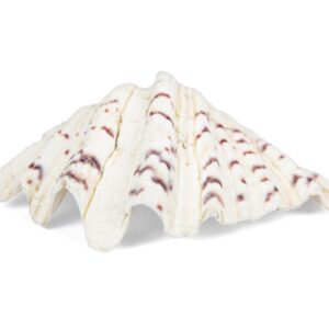 Divovski bijeli školjkaš Tridacna