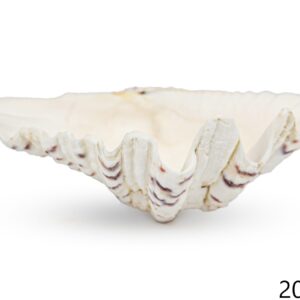 Divovski bijeli školjkaš Tridacna