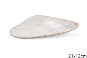 Školjka u paru Giant mussel pair
