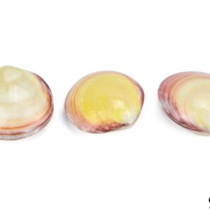 Polirane školjke u paru Codakia tigrina (SET 25 kom.)