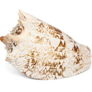 Carska krunasta velika Voluta