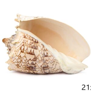 Carska krunasta velika Voluta