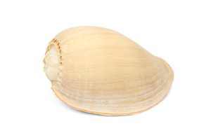 Morski puž Melo diadema 8