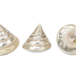 Sedefne školjke piramide Trochus pyramis (SET 20 kom.)