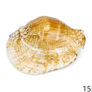 Morski puž Strombus latissimus