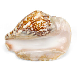 Morski puž Strombus latissimus