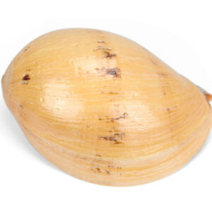 Morski puž Melo 24cm up