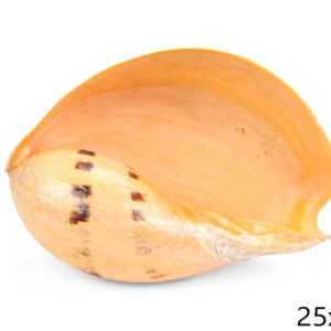 Morski puž Melo 24cm up