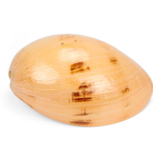 Morski puž Melo 20-22cm