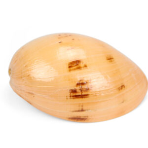 Morski puž Melo 20-22cm