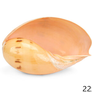 Morski puž Melo 20-22cm