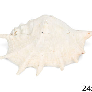 Paukova školjka Lambis truncata