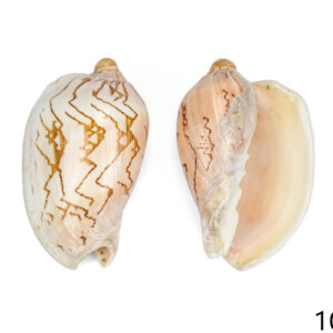 Morski puž Voluta nobilis