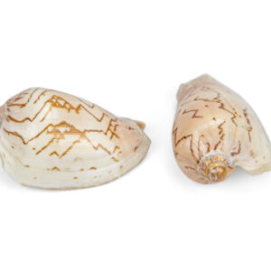 Morski puž Voluta nobilis