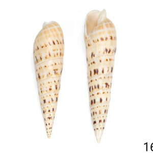 Školjka bodlja Maculata 6-7
