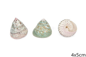 Zelene školjke piramide (SET 15 kom.)