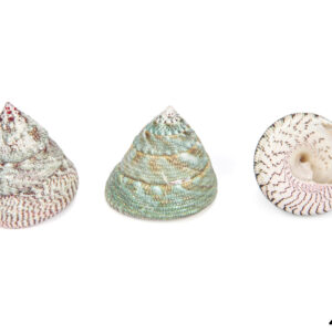 Zelene školjke piramide (SET 15 kom.)