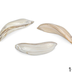 Polirana bijela školjka u paru