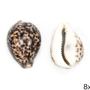 Srednje školjke Cypraea s pjegama (SET 50 kom.)