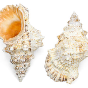 Morski puž Bursa bubo 10