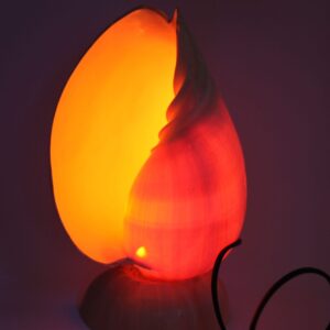 Lampa od školjke Melo