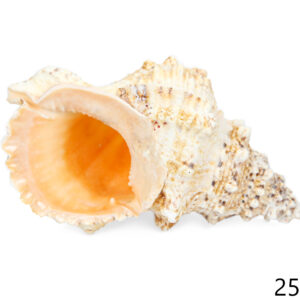 Morski puž Bursa bubo 10