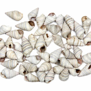 Puževi Liguus virgineus, II klasa (2 kg)