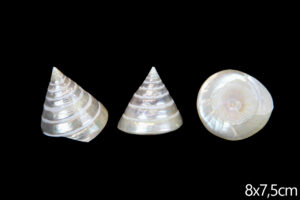 Sedefne školjke piramide Trochus pyramis
