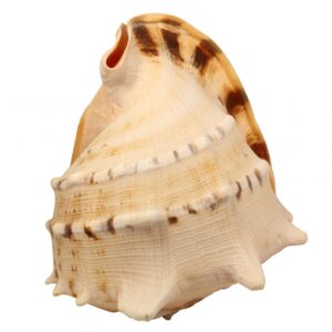 Rogati morski puž Cornuta 9″
