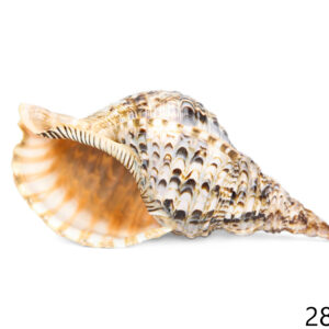Školjka Tritonova truba 11-12
