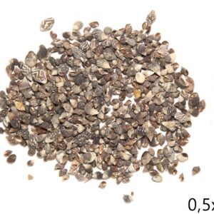 Školjke Pyrene shell (2 kg)