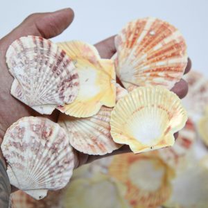 Lepeze Pecten Macarensis (1 kg)