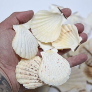 Lepeze Pecten radula (1 kg)