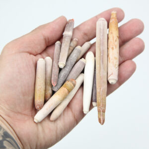 Ježeve bodlje (1 kg)