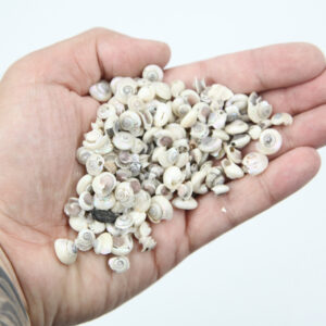 Puževi Umbonium pearlized (1kg)