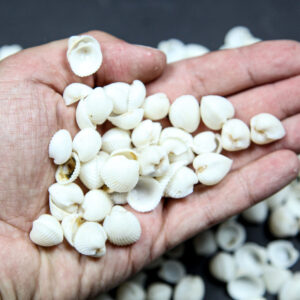Male bijele rebraste lepeze Clam rose (1 kg)