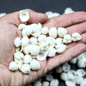 Male bijele rebraste lepeze Clam rose (2 kg)