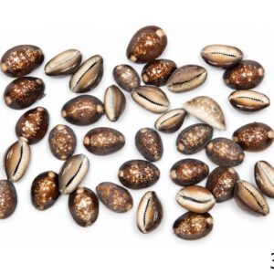 Školjke Cypraea black (1 kg)