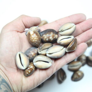 Školjke Cypraea black (1 kg)
