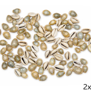 Školjke Cypraea annulus (1 kg)