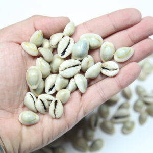 Školjke Cypraea annulus (1 kg)