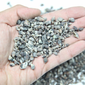 Školjke Pyrene shell (2 kg)