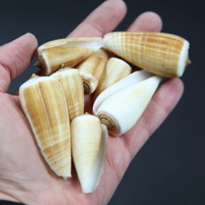Školjke Conus magus (1 kg)