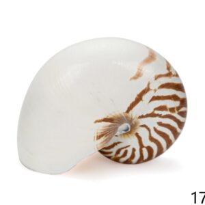 Natural školjka Nautilus 6