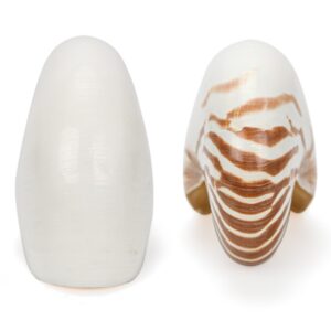 Natural školjka Nautilus 6