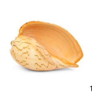 Morski puževi Melo diadema 5