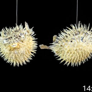 Bodljikava napuhana riba Porcupine 6