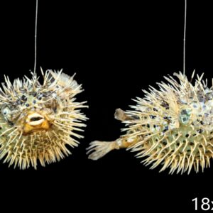 Bodljikava napuhana riba Porcupine 7